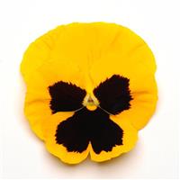 Matrix<sup>®</sup> Yellow Blotch Pansy