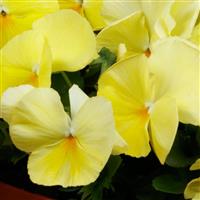 Spring Grandio Primrose Pansy