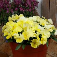 Spring Grandio Primrose Pansy
