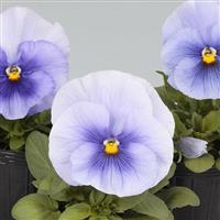 Spring Grandio Silver Blue Pansy