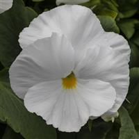 Spring Grandio White Pansy