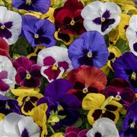Spring Grandio Blotch Mix Pansy