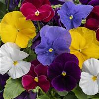 Spring Grandio Clear Mix Pansy