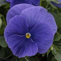Spring Grandio True Blue Pansy