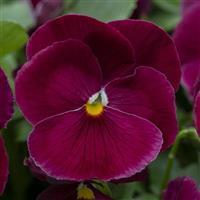 Spring Grandio Clear Rose Pansy