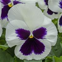 Spring Grandio White with Blotch Pansy