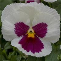 Spring Grandio White with Rose Blotch Pansy