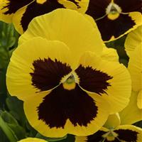 Spring Grandio Yellow with Blotch Pansy