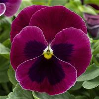 Spring Grandio Rose with Blotch Pansy