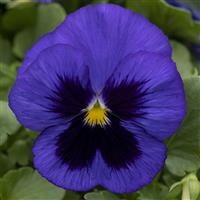 Spring Grandio Blue With Blotch Pansy
