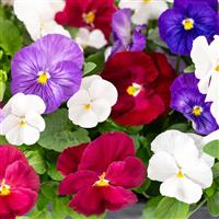 Spring Grandio Enchantment Mix Pansy