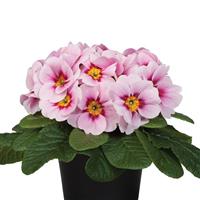 Paradiso Mid Appleblossom Primula Acaulis