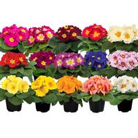 Paradiso Mid Mix Primula Acaulis