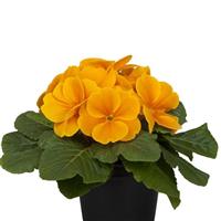 Paradiso Mid Orange Primula Acaulis