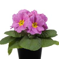 Paradiso Mid Pink Primula Acaulis