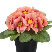 Paradiso Mid Salmon Primula Acaulis