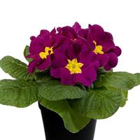 Paradiso Mid Violet Primula Acaulis