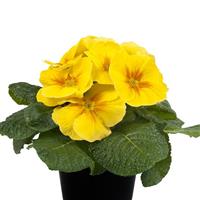 Paradiso Mid Yellow Primula Acaulis