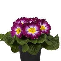 Paradiso Mid Violet Bicolor Primula Acaulis
