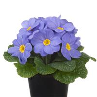 Paradiso Mid Light Blue Primula Acaulis