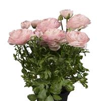 Sprinkles Light Pink Ranunculus