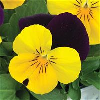 Penny Yellow Jump-Up Viola