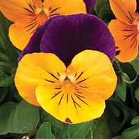 Penny Orange Jump-Up Viola