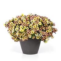 Bee's Glee MixMasters™