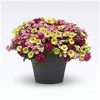 Great Escape MixMasters™