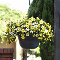 Sunnyside MixMasters™