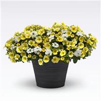 Sunnyside MixMasters™