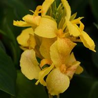 Cannova<sup>®</sup> Yellow Canna