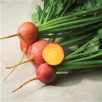 Touchstone Gold Beet