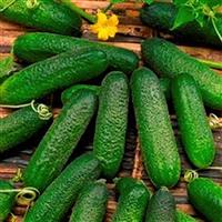 Corentine Cucumber