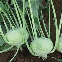 Konan Kohlrabi