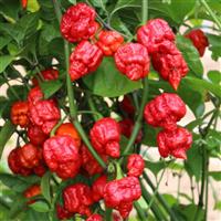 Armageddon Pepper
