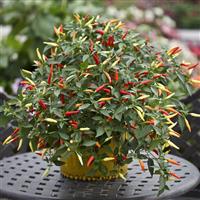 Basket Of Fire Pepper