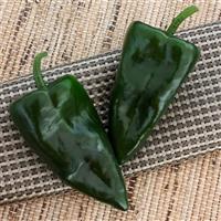 Trident Pepper