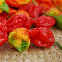 Trinidad Scorpion Pepper