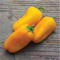 Yellow Sparkler Pepper