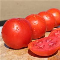 Whopping Red Tomato