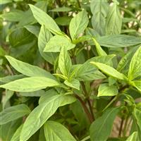 Thai Thai Basil