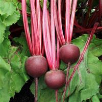 Detroit Supreme Beet