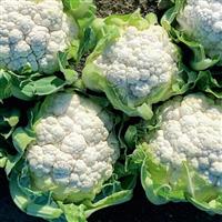 Alcala Cauliflower
