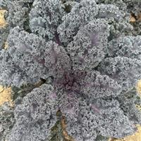 Rubybor Kale