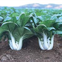Joi Choi Pak Choi