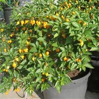 Button Yellow Pepper