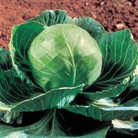 Golden Cross Cabbage