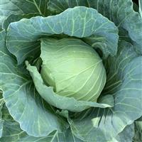 Osceola Cabbage