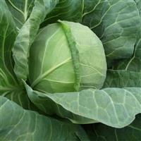 Tiara Cabbage